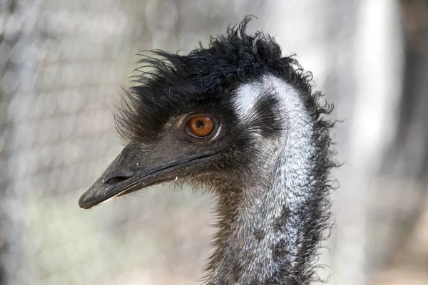 Emu Primer plano —  Fotos de Stock