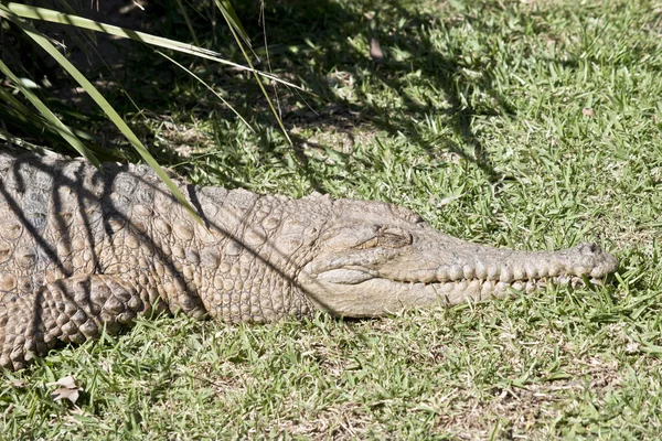 Sötvatten krokodil — Stockfoto
