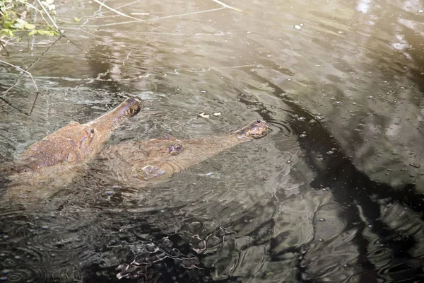 Crocodilos de água doce — Fotografia de Stock