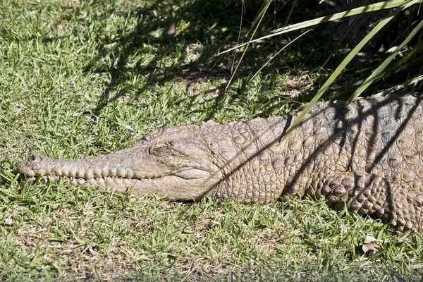 Crocodile d'eau douce — Photo