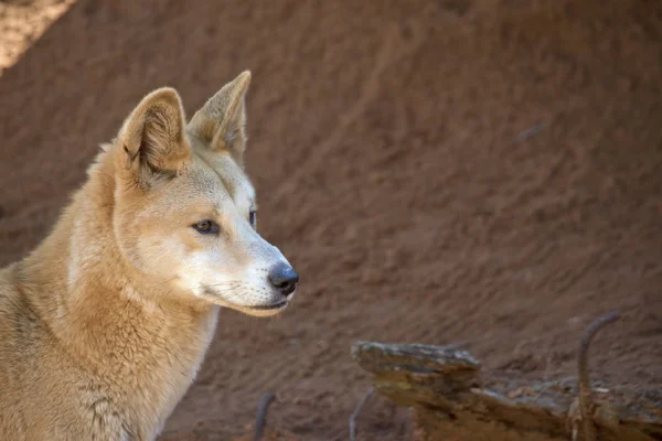 Altın dingo yakın çekim — Stok fotoğraf