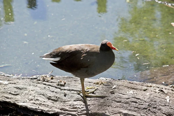 Moorhen oscuro de pie —  Fotos de Stock