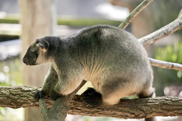 Lumholtz Tree kangaroo