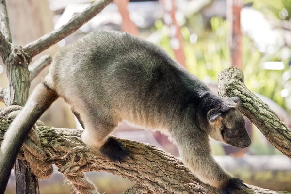 Lumholtz Tree kangaroo