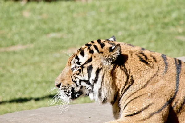Tigre está descansando — Fotografia de Stock