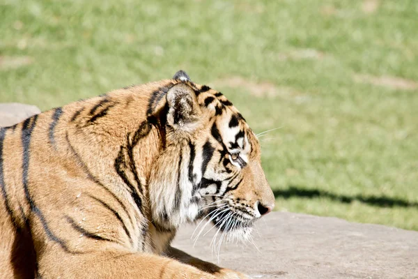 Tigre está descansando — Foto de Stock