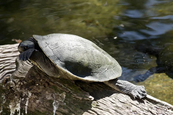 Turtle close up — Stock Photo, Image