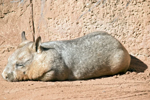 Wombat zblízka — Stock fotografie