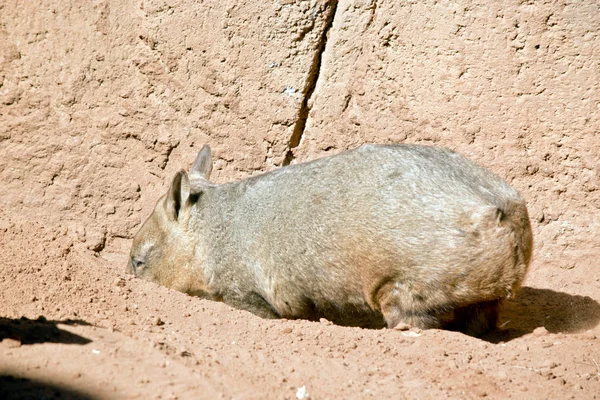 Wombat primo piano — Foto Stock