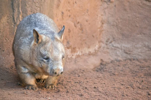 Wombat close-up — Stockfoto