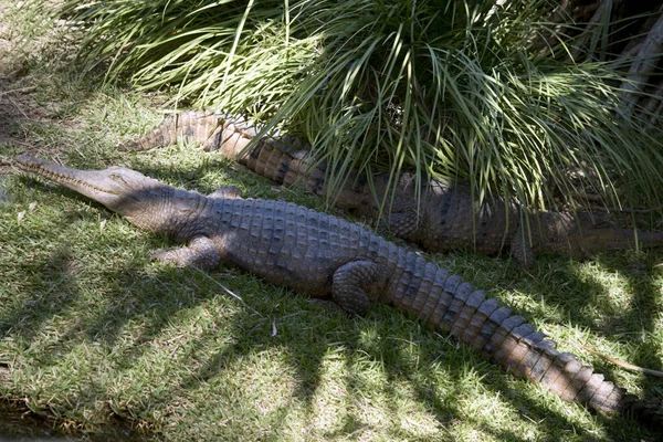 Két friss víz krokodil — Stock Fotó