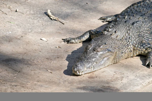 Salt water crocodile — Stock Photo, Image