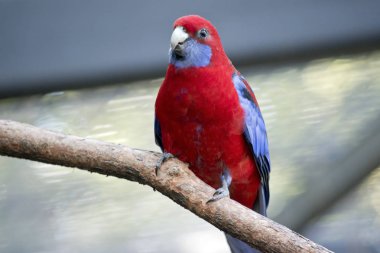 Kızıl rosella yakın çekim