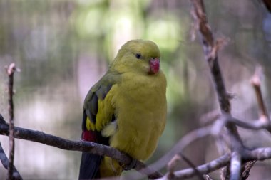Regent parrot yakın çekim