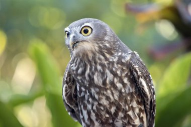 havlayan baykuş yakın çekim