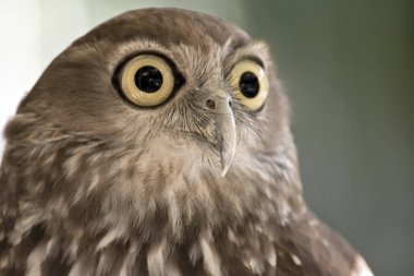 havlayan baykuş yakın çekim