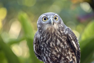 havlayan baykuş yakın çekim