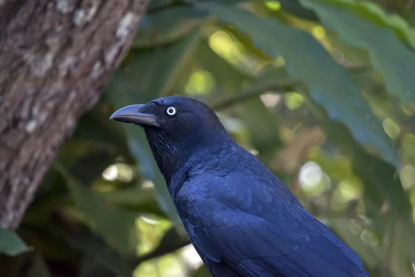 Corvo australiano de perto — Fotografia de Stock