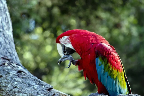 Алый попугай Макао — стоковое фото