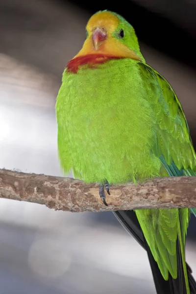 Großartiger Papagei aus nächster Nähe — Stockfoto