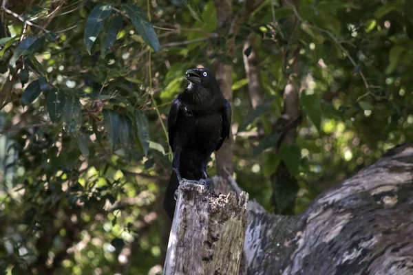 Corvo australiano appollaiato — Foto Stock