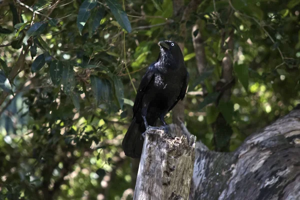 Corvo australiano empoleirado — Fotografia de Stock