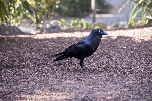 Corbeau australien gros plan — Photo