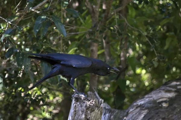 Corbeau australien gros plan — Photo