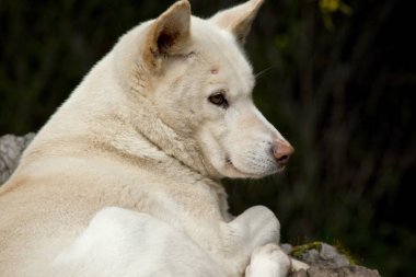 Beyaz dingo yakın çekim