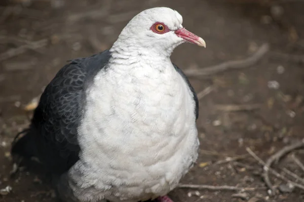 Белоголовый голубь — стоковое фото