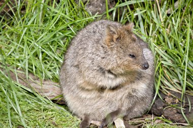 quokka kapat