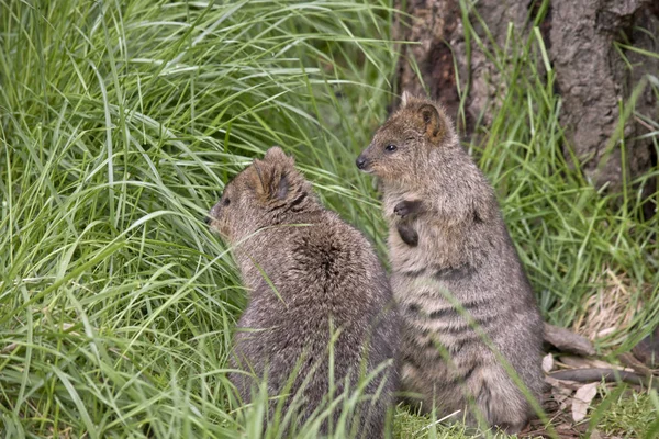 立っている 2 つの quokkas — ストック写真