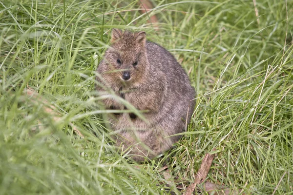 quokka duruyor