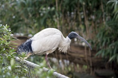 çit üzerinde beyaz Ibis