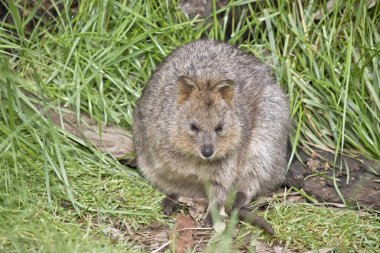 quokka kapat