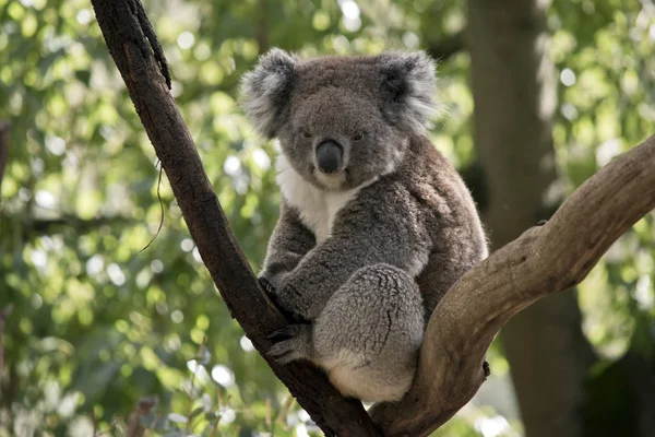 Koala fel egy fára — Stock Fotó