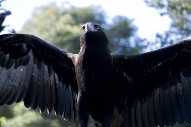 kama kuyruğu kartal