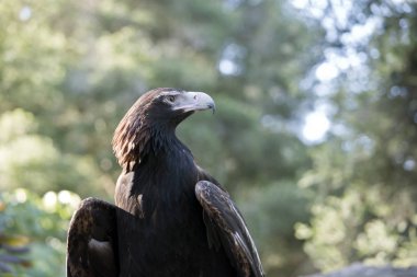 kama kuyruğu kartal