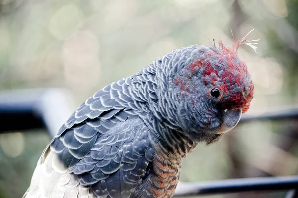 Gang-gänget papegoja sidovy — Stockfoto