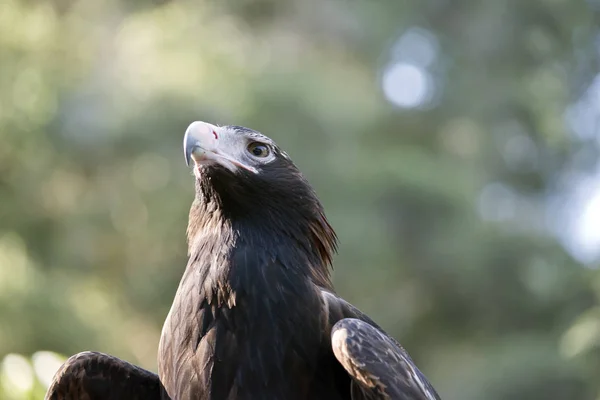 Wig staart eagle — Stockfoto