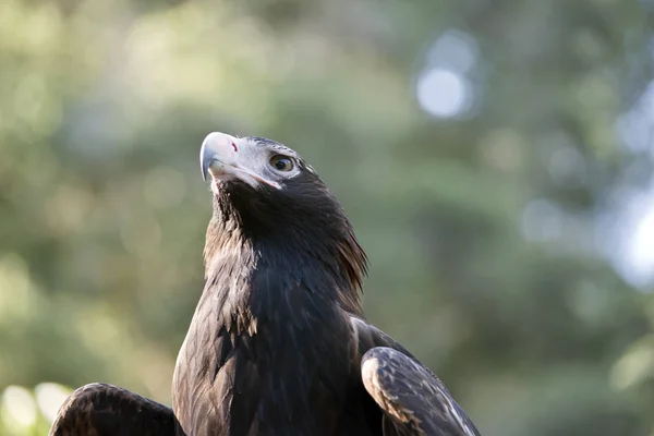 Kama kuyruğu kartal — Stok fotoğraf