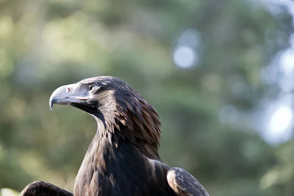 Cauda de cunha águia — Fotografia de Stock
