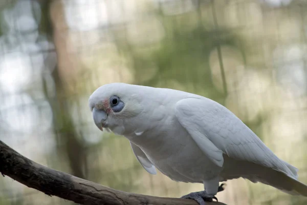 Küçük corella yakın çekim — Stok fotoğraf