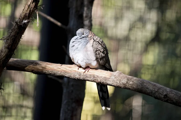bar omuzlu güvercin