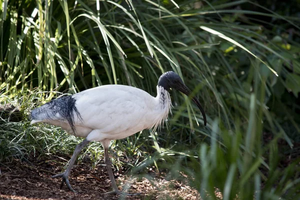 Beyaz Ibis yan görünüm