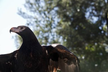kama kuyruklu kartal