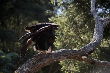 kama kuyruklu kartal