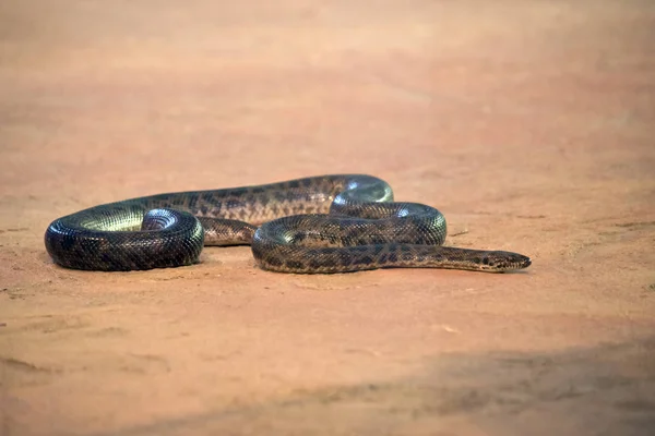 Cobra no chão — Fotografia de Stock