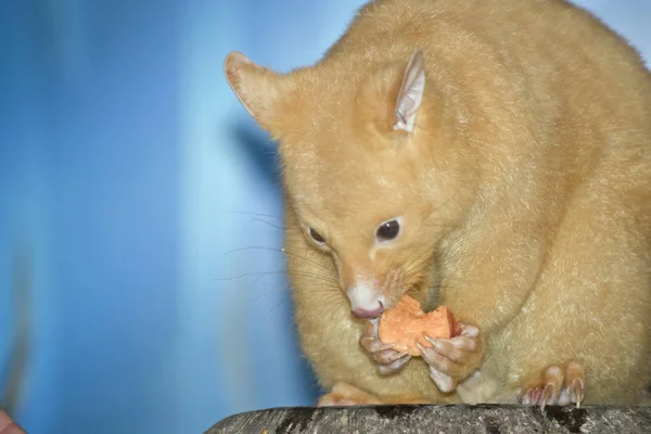 Zarigüeya está comiendo — Foto de Stock