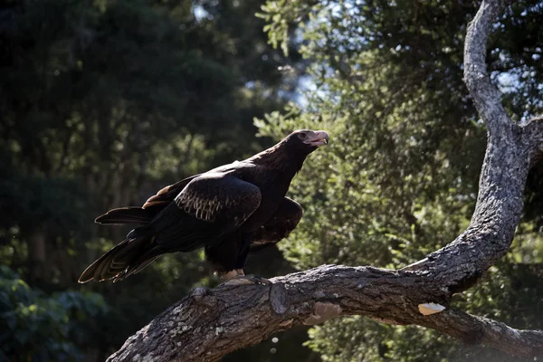 kama kuyruklu kartal